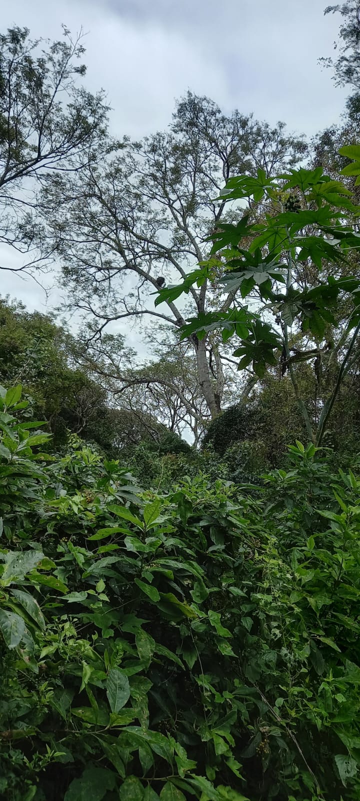 Galería IMPENETRABLE CHAQUEÑO